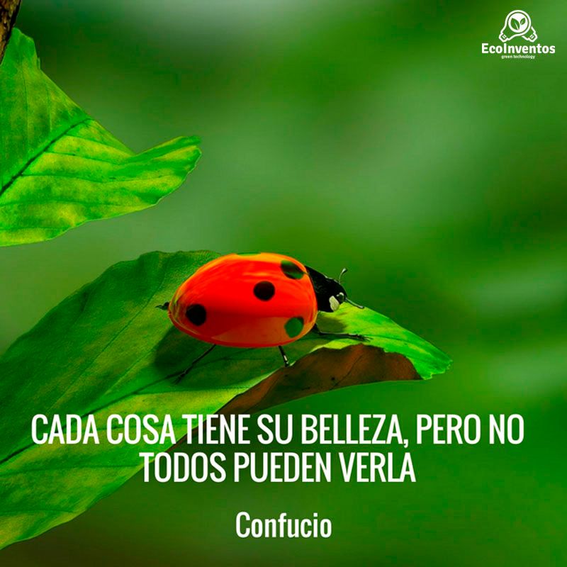 EcoInventos's tweet photo. Cada cosa tiene su belleza, pero no todos pueden verla 😍 https://t.co/xEtfPbzrzm