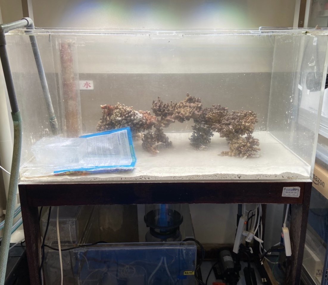 kandai_coral's tweet photo. 研究室にはCTなど再生医療・バイオマテリアルの分野で用いる研究設備が揃っているので、海では出来ない基礎研究を行なっています。
本日はアクアリウムショップにご協力いただき、水槽を綺麗にしてサンゴと魚を増やしました🐟 by猿渡 https://t.co/AT3tdT6UWD