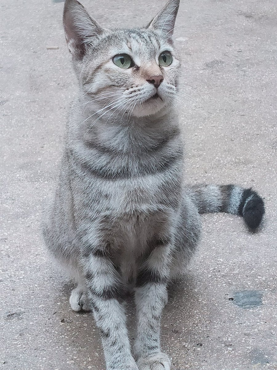 karim_tabasum's tweet photo. Not a cat's person but https://t.co/4gdAQSRKYp