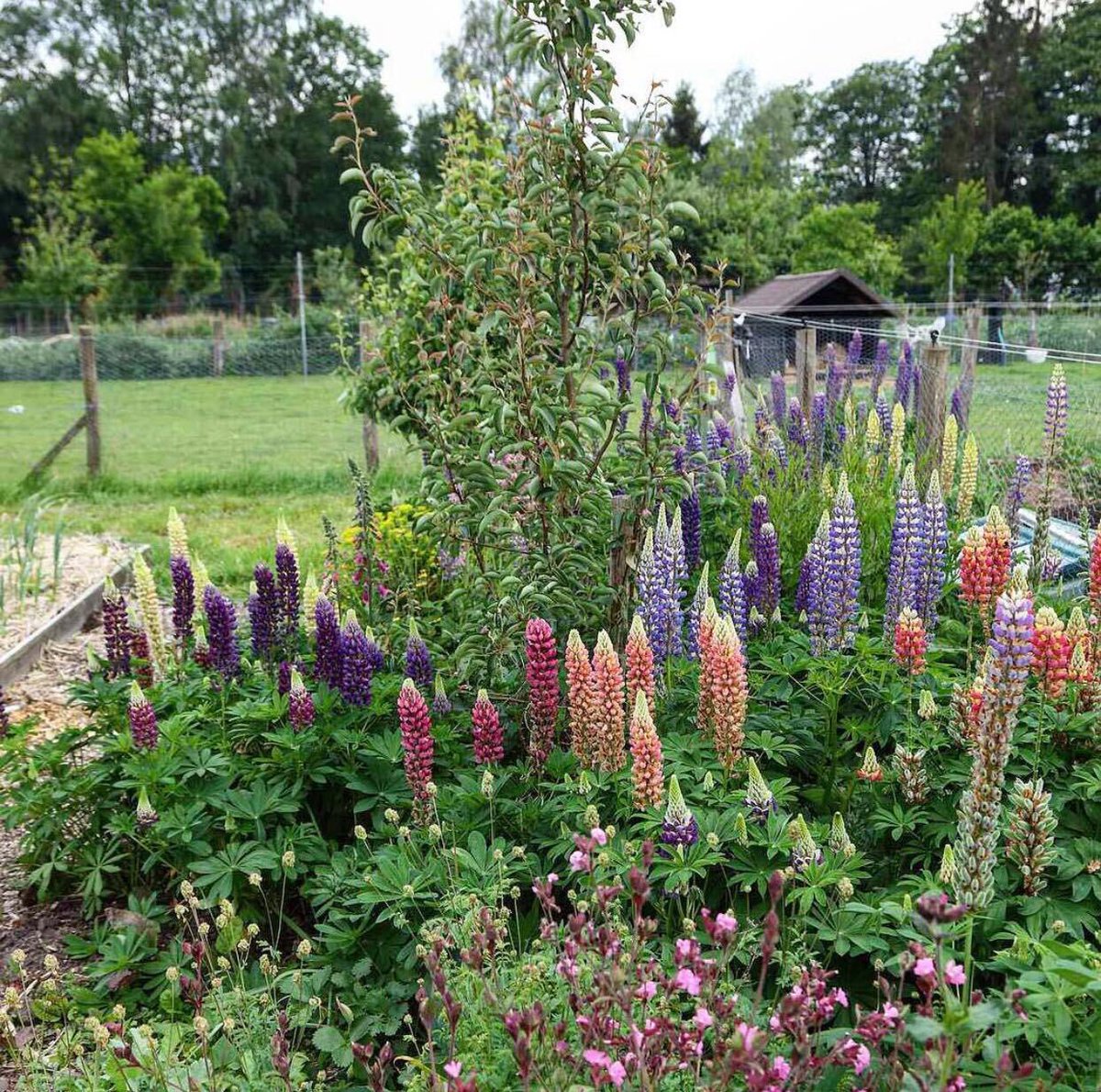 Food Forests Global tweet media
