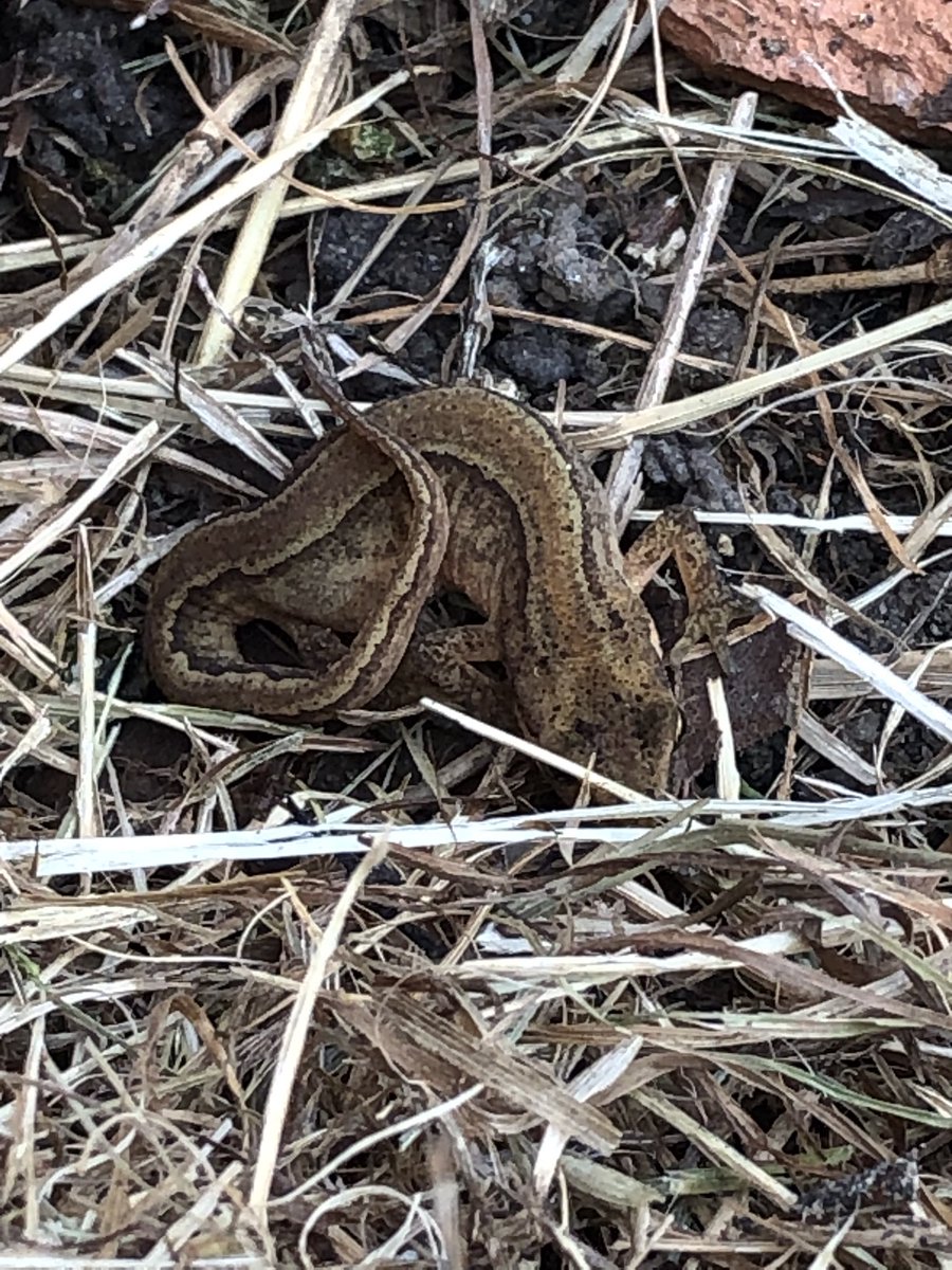 mvprimaryschool's tweet photo. Looking after the grounds is so important for the children but managing the environment is great for wildlife. The lily flowered whilst we were working! #groundsday https://t.co/dSQiuxmTn5