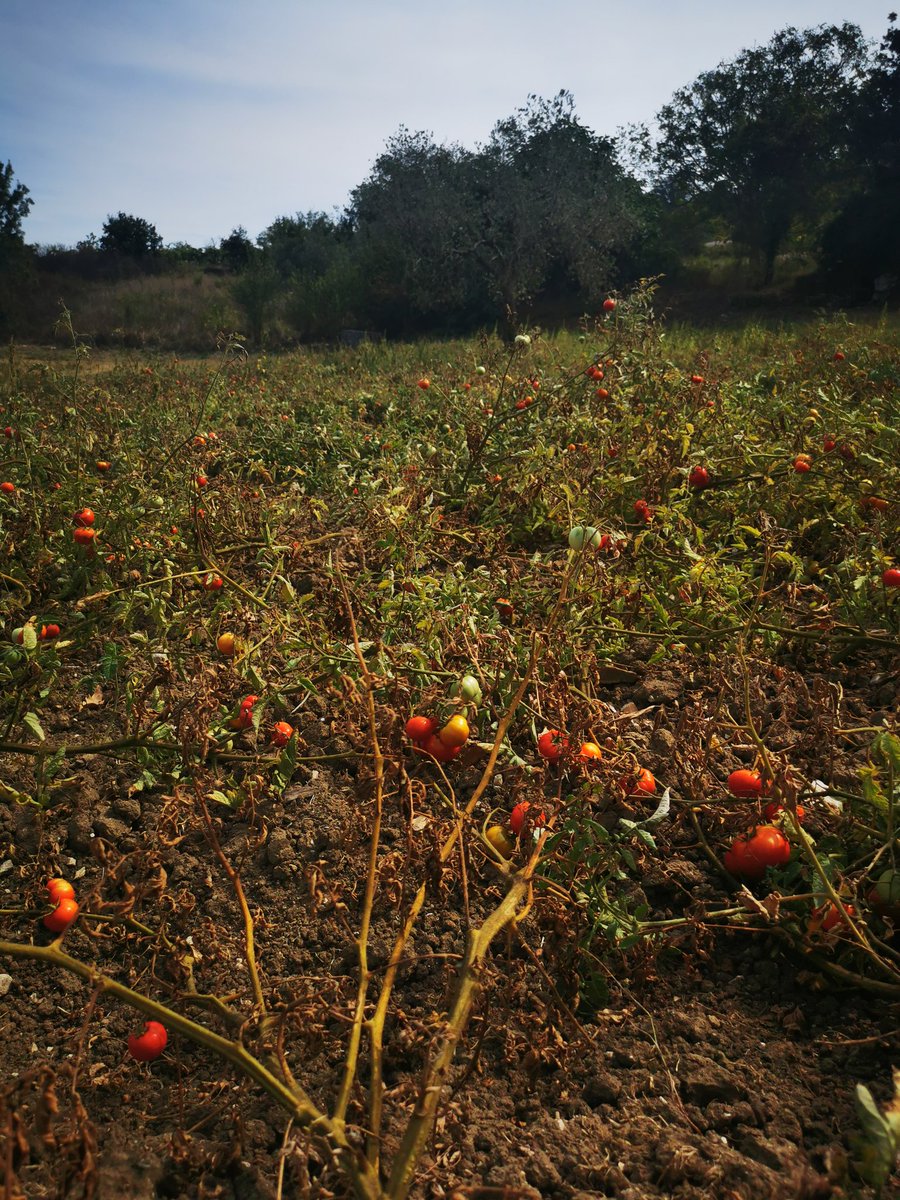 #AITBCaserta è iniziato così, questa mattina. Con circa 7km di passeggiata, alla scoperta della Piana de la Verna.
