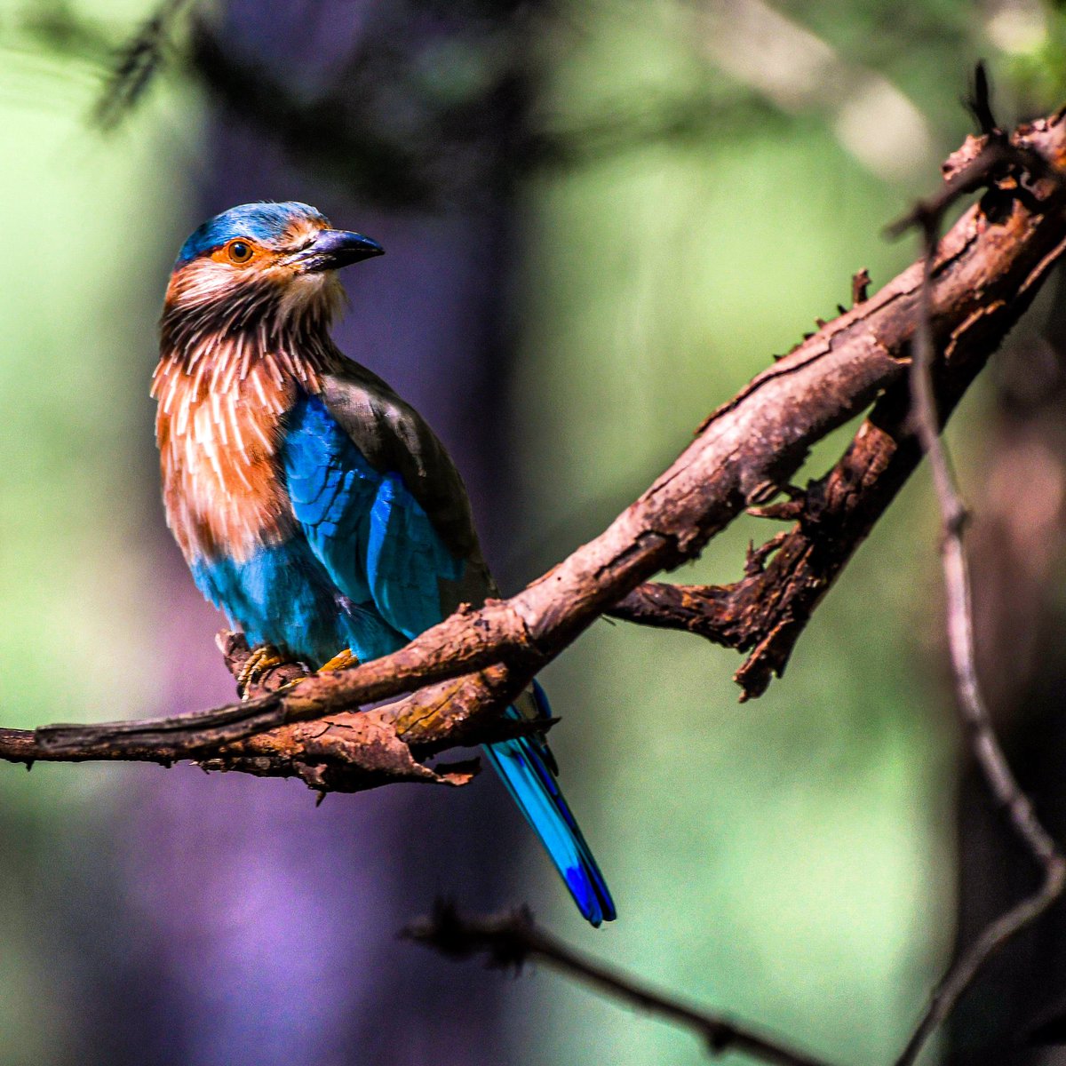 naman289's tweet photo. Indian Roller this monsoon at Ranthambore. 😀 

#birdsofindia #Birdsofparadise @IndiAves @Britnatureguide @BirdWatchingMy #birds #wildlifephotography #wildlife #NaturePhotography #natgeo #PhotoOfTheDay https://t.co/qOv2J9jHiv
