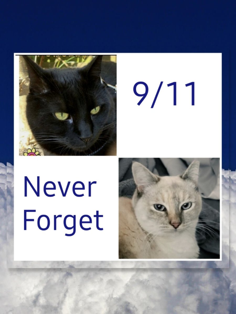 Denise (@luvthebeachdd) on Twitter photo In rememberance of those who were killed on 9/11 and also those who later died from working at Ground Zero.
United We Stand.🇺🇸
Chubby & Mankas
<a href="/ToughGuyMankas/">Mánkas</a> <a href="/FazzyMom/">☀️Di☀️</a> <a href="/keepupwithjen/">Jenn</a> <a href="/SomoraRocks/">Somora</a> <a href="/KevinScampi/">Kevin,Scampi,Lettie,Bea,Ted😺</a> <a href="/VitoandEnzosMom/">Vito & Enzo’s Mom</a> <a href="/sharon_cantley/">Flynn 🐱Malibu🌈Basil</a> <a href="/deborah26449389/">Sassy&kids&BuddyB❤😻🐾😼🐾😻 ❤😸💓 LucyBell🐕🤗</a>
#911NeverForget In rememberance of those who were killed on 9/11 and also those who later died from working at Ground Zero.
United We Stand.🇺🇸
Chubby & Mankas
<a href="/ToughGuyMankas/">Mánkas</a> <a href="/FazzyMom/">☀️Di☀️</a> <a href="/keepupwithjen/">Jenn</a> <a href="/SomoraRocks/">Somora</a> <a href="/KevinScampi/">Kevin,Scampi,Lettie,Bea,Ted😺</a> <a href="/VitoandEnzosMom/">Vito & Enzo’s Mom</a> <a href="/sharon_cantley/">Flynn 🐱Malibu🌈Basil</a> <a href="/deborah26449389/">Sassy&kids&BuddyB❤😻🐾😼🐾😻 ❤😸💓 LucyBell🐕🤗</a>
#911NeverForget