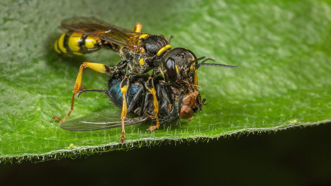 Saw this Field Digger Wasp lumbering along with a very large payload. She crashed into some foliage and obligingly, waited there while I went in for the camera. Manged to fire of a couple of shots before she flew off with her large 'bluebottle' catch. #WaspLove #Wasps #Diptera