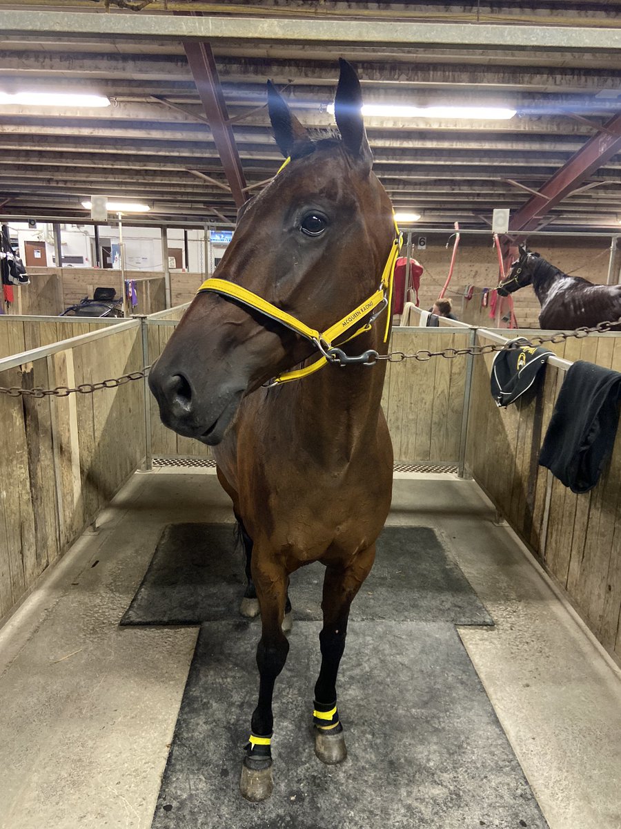 Yoooukilis and Arsenal De Chafra set to do battle this afternoon at <a href="/HiawathaHP/">Hiawatha Horse Park</a> #teamMcQueen <a href="/_JamesGrant/">James Grant</a> <a href="/RobKardasLC/">Rob Kardas</a> <a href="/knows_lou/">Lou Knows 💥</a> <a href="/ONTRacing/">Ontario Racing</a>