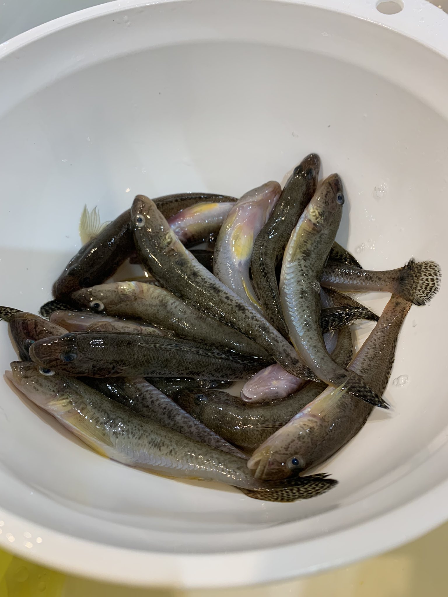 こんてー 浜名湖へファミリーフィッシング ハゼもドテラのスタイルで 竿2本でも餌つけから魚外すまで全部やるから疲れ果てた 自分は2匹ぐらいしか釣ってません ヘダイは子供達に好評な唐揚げと塩焼き ハゼは背開きにして天ぷらで食す T Co こんてー 浜名湖へファミリーフィッシング ハゼもドテラのスタイルで 竿2本でも餌つけから魚外すまで全部やるから疲れ果てた 自分は2匹ぐらいしか釣ってません ヘダイは子供達に好評な唐揚げと塩焼き ハゼは背開きにして天ぷらで食す T Co