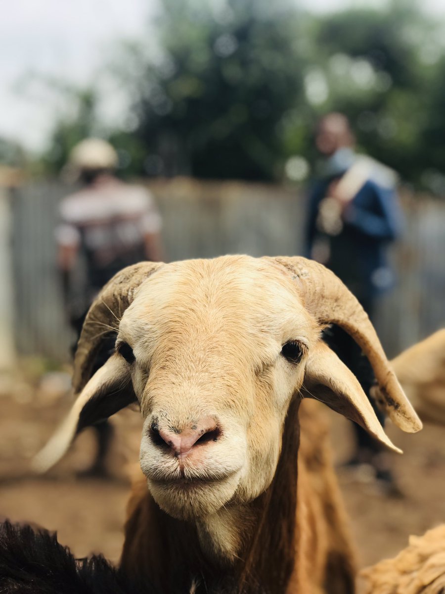 carpuscommET's tweet photo. The best ever livestock market. #Sebeta #HappyNewYear #Ethiopia #2014EC https://t.co/trd5o6GpZB