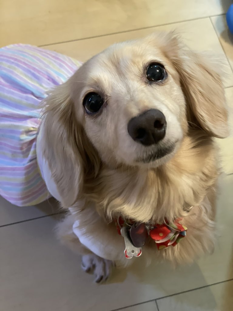 あざと犬 あざと犬