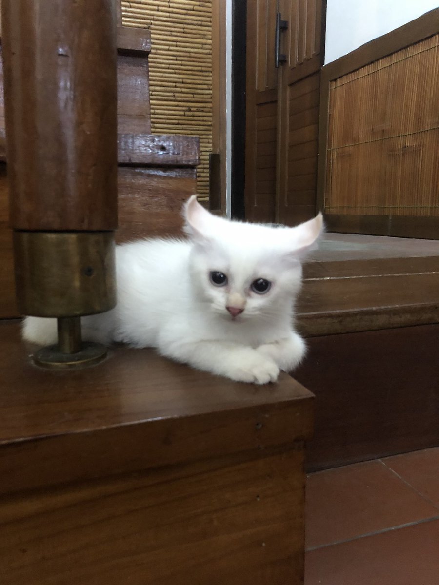 matruly_'s tweet photo. Ni american curl ke minang😭 https://t.co/teiPutEAuK