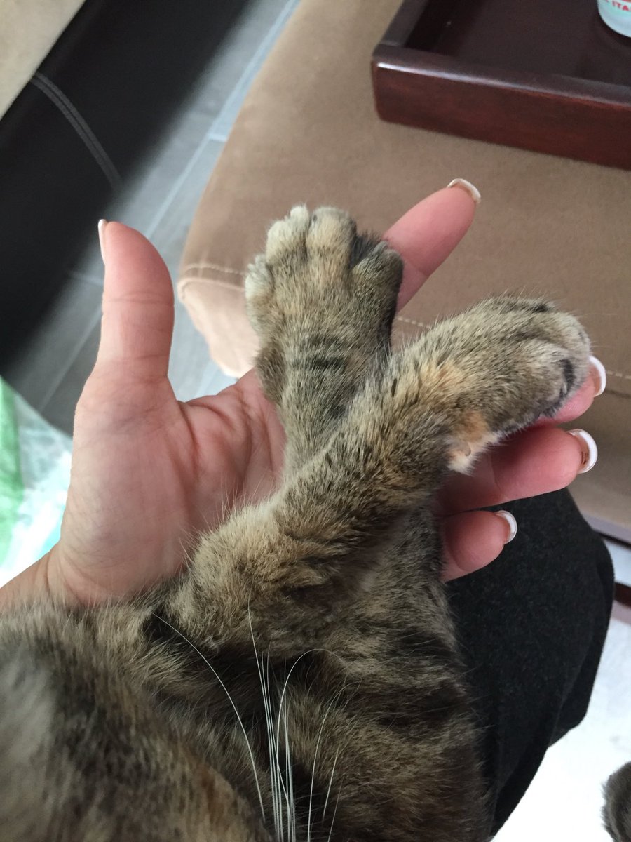 agent0907's tweet image. The Cat morning Joe. I enjoy it 💟🐯