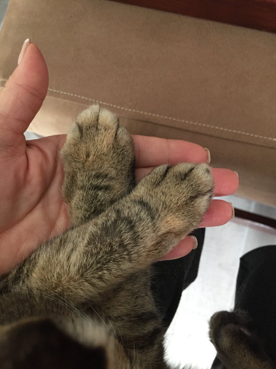 agent0907's tweet image. The Cat morning Joe. I enjoy it 💟🐯