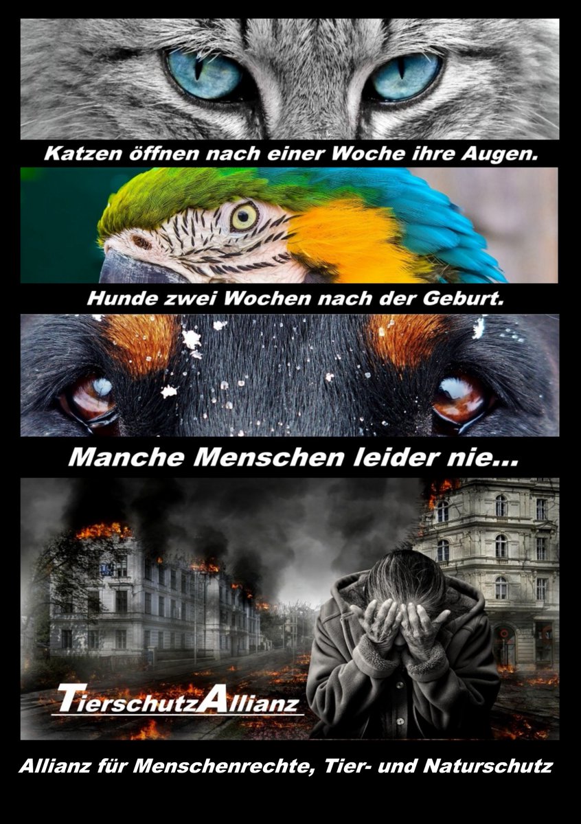In Gedenken an alle Opfer von Krieg, Terror und Gewalt. 
Menschliche wie tierische...

#tierschutzallianz