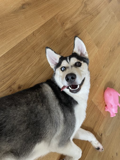 Happy Saturday 💫✨ #loki https://t.co/aZ5TVvsmnh<a href="/tag/loki"class="tags">#loki</a>