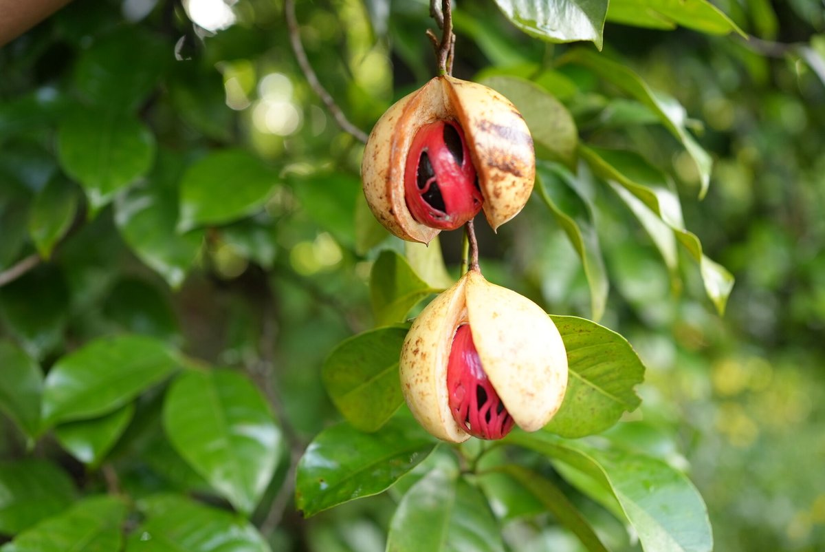 Pictured above: ripe nutmeg ready for harvest! We offer nutmeg in its shell to seal the fragrances and flavors until it is ready to be cracked open and enjoyed. 

#singleorigin #nutmeg #mace #directtrade #cinnamontreeorganics #organicspices #spiceitup #cookingwithspices