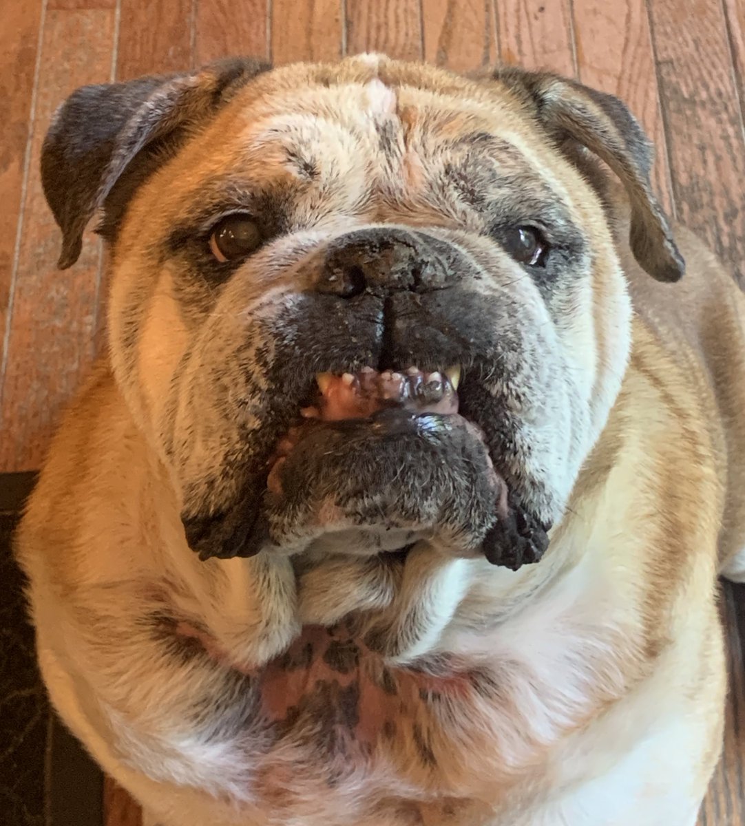 CharlieTheBull4's tweet photo. That face. 😃 https://t.co/eRQYx6ydDb
