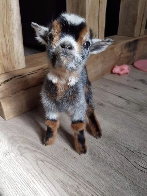 onursal_nilufer's tweet photo. Time to Take In The #WeekendDose of #Cute โจ๐ซโค๏ธ
Via Cheezburger โจ๐๐ปโจ
#HappyWeekend #GoatLovers ๐๐ปโโ๏ธ๐
https://t.co/UoFLVrzdhh