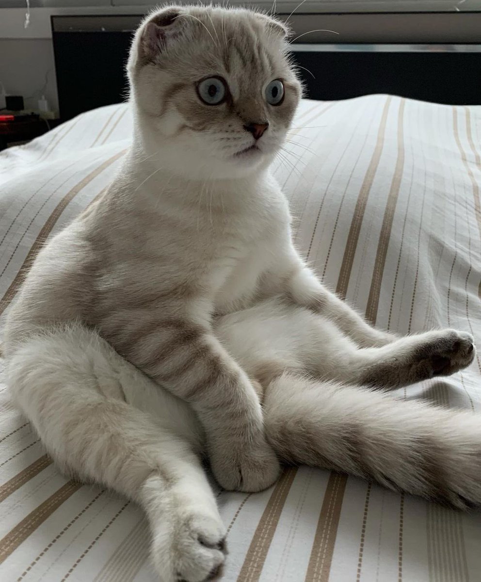TRENDFORGULF1's tweet photo. อาซาร์ขอบคุณพี่ๆทุกคนที่ร่วมช่วยเหลือเพื่อนๆของอาซาร์นะฮับ

Hazard is a cat
#HazardMakesMerit
@gulfkanawut #GulfKanawut https://t.co/Nod9o8d50R