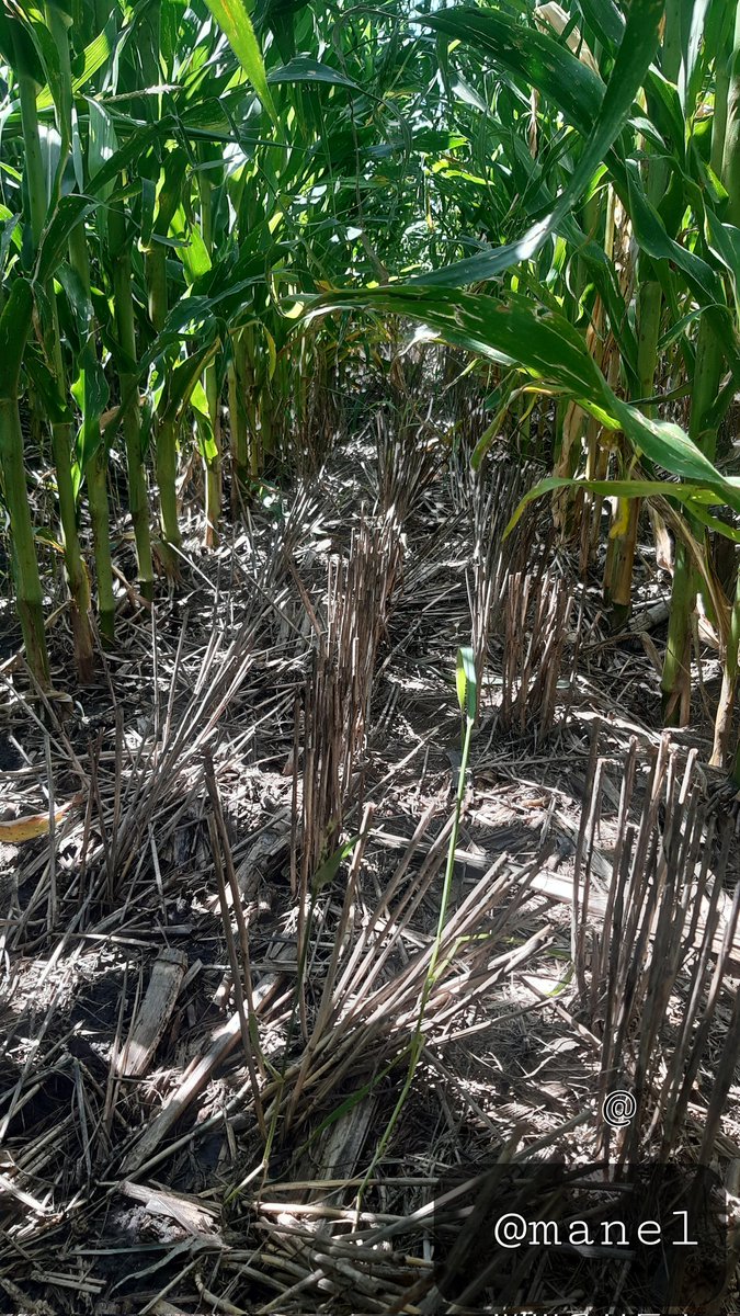 Maniibanez's tweet photo. Así la Agricultura de conservación.....del suelo al cielo 👇 Plataforma de investigación@MasAgroGto en Acámbaro.
@ACCIMMYT @SDAyR_GTO https://t.co/ThsbKVqS1d