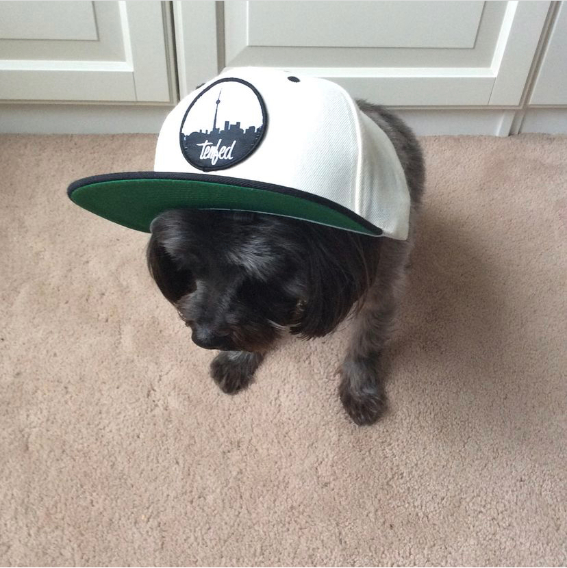 TenfedProject's tweet photo. YUP!!!  That's right.  DOGS LOVE OUR STUFF!  That just seems to be the way it is.   
We promise we will do doggy apparel soon enough:)
.
#dogs #dogsofinstagram #cute #tenfed #animals #toronto #snapback #canadianbusiness https://t.co/s1uOMOrzDm