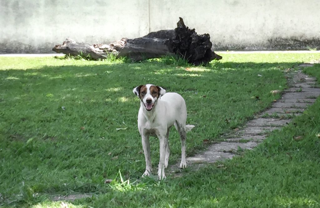 yeiporquesi's tweet photo. 🐕 | “Me dijeron que traes croquetas y vengo hacer una inspección de calidad”.
#perritu #mestizo #dog #amigo #sabado https://t.co/Kr3vru0Nw3