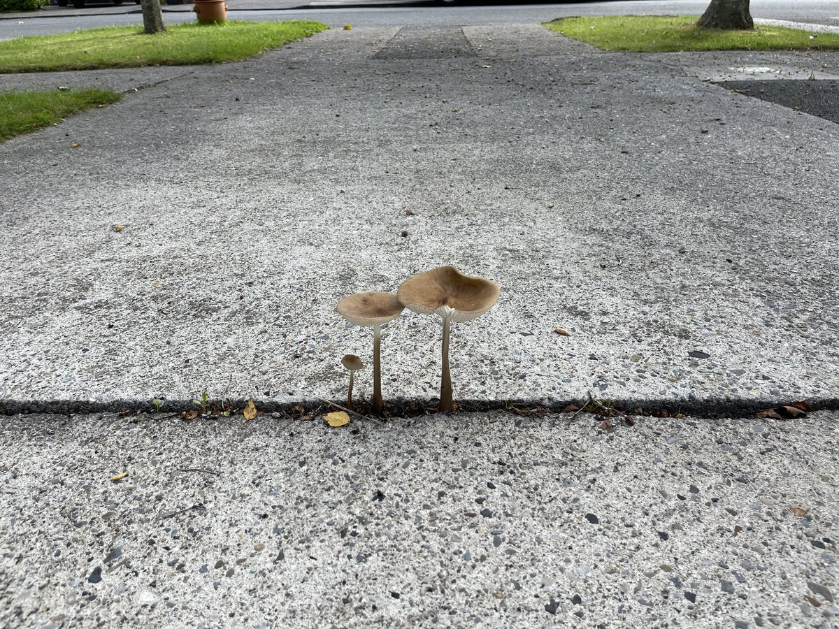 Carlow Weather tweet media