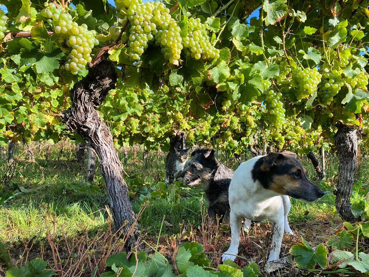 Checking on the Sémillon that we’re picking by hand on Monday. Lovely morning for it. #bdx21 #bauduc21 #semillon #margauxterrier #paviethedog #goosebauduc #cremantdebordeaux - more bilge on @GavinQuinney