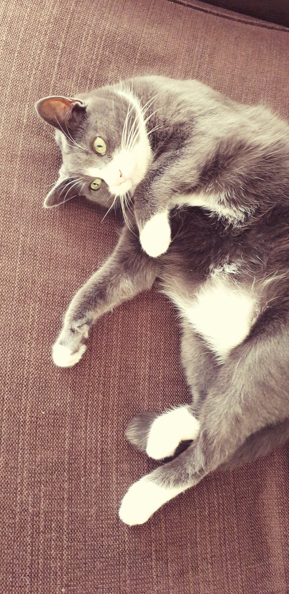 antoniobaiareis's tweet photo. @kmalickisanchez We're doing it, #dalithecat and I 👌 https://t.co/WSVEd06L05