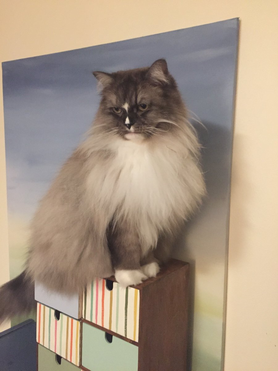 Tuppence_95's tweet photo. @Joanna_Berry Mochi, the ragamuffin. https://t.co/WNqgISBooo