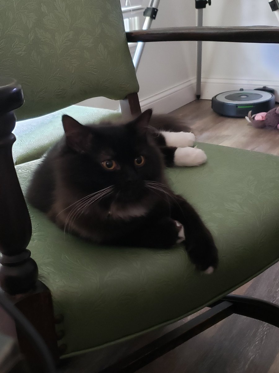 Meet my new recording sidekick Fezzik. #DnD #ttrpg #dungeonsanddragons