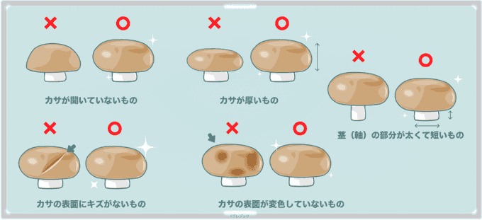 マッシュルのtwitterイラスト検索結果 マッシュルのtwitterイラスト検索結果