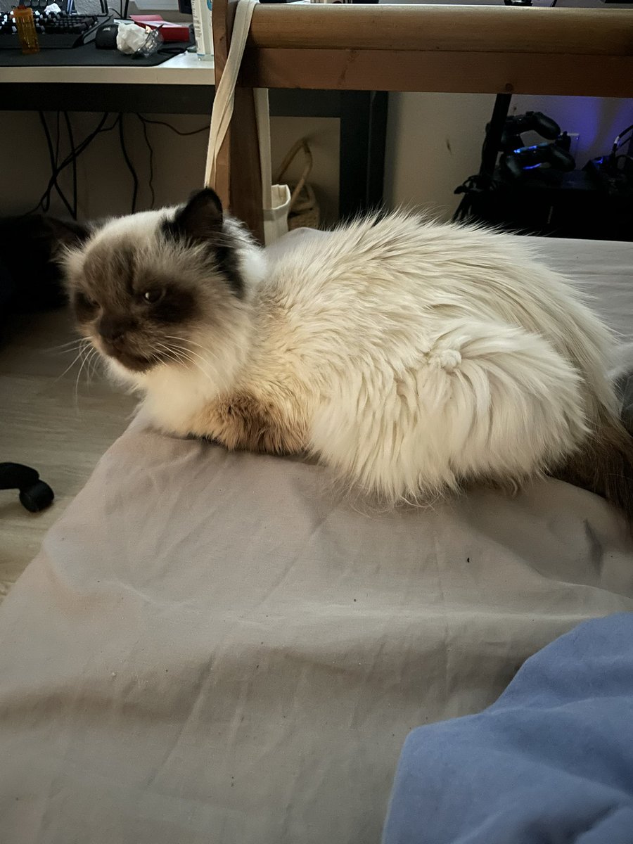 Ashybear1990's tweet photo. Had to say goodbye to Lilbit. Dad and I will miss this little fluffy, well loved, spoiled diva. https://t.co/xjZifkmMwD