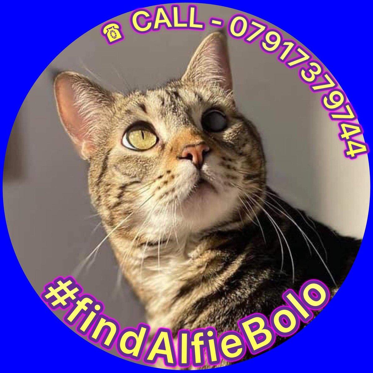 BoloFind's tweet photo. @regentsuni ‼️ ALFIE WAS POSSIBLY SEEN CLOSE TO YOUR CAMPUS, PLEASE REPLY TO MY DM🙏 #FindAlfieBolo #regentsuni #regentsfreshers #freshers2021 https://t.co/RM78HJf87m