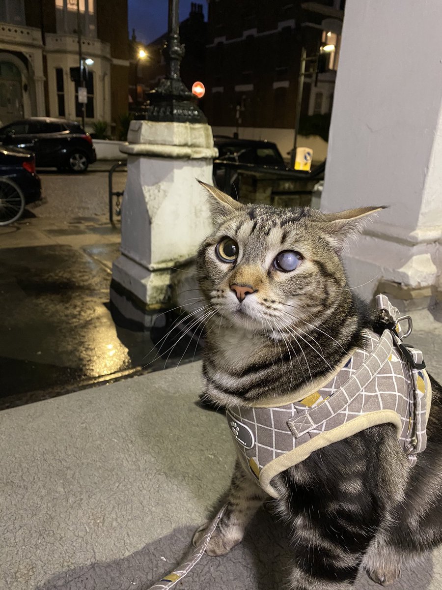 BoloFind's tweet photo. @regentsuni PLEASE READ MY DM‼️ ALFIE WAS POTENTIALLY SPOTTED NEAR YOUR CAMPUS ENTRANCE TWO DAYS IN A ROW‼️ #regentspark #regentsuni #FindAlfieBolo #regentsfreshers #freshers2021 https://t.co/AoHBXcEEUr