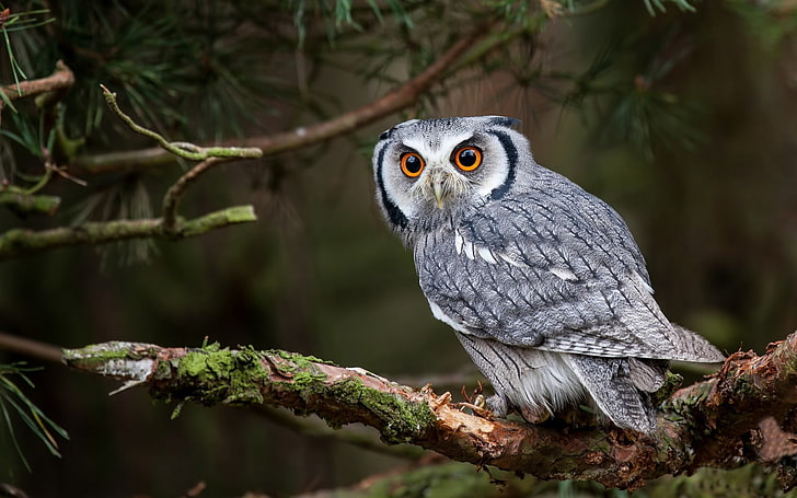 KatanaHugo's tweet image. You sleep and I work!
#photos #photography #animals #owl