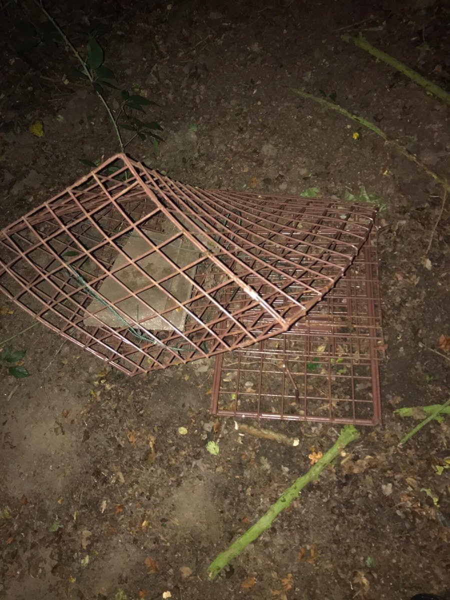 #Badgercull cage trap found and decommissioned! 👊

📷: @LpoolHuntSabs