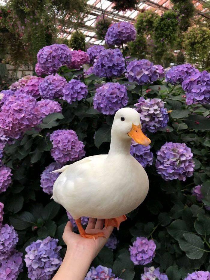 🌿🌼🧺 tweet media