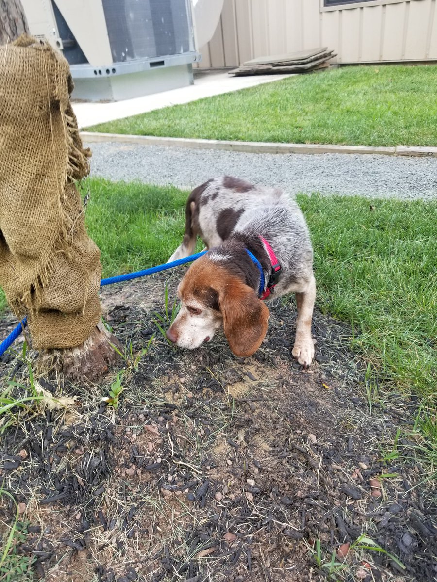 kc_thevoid's tweet photo. @HouseBreakfast_ Dora says good morning and also she hopes you like her new accessory (it has dinosaurs on it!)
Plus bonus shelter doggos from this week- Shelly aka Dixie, sweet boy Amos, and old man Dino!! https://t.co/Z81XjcxQZI