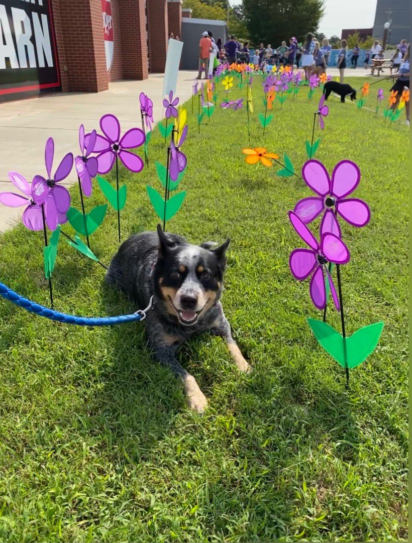 BG_Comfort_Keep's tweet photo. We had a great time at the Walk to End Alzheimer’s today! #ENDALZ 💜 https://t.co/ptunjHRmtQ