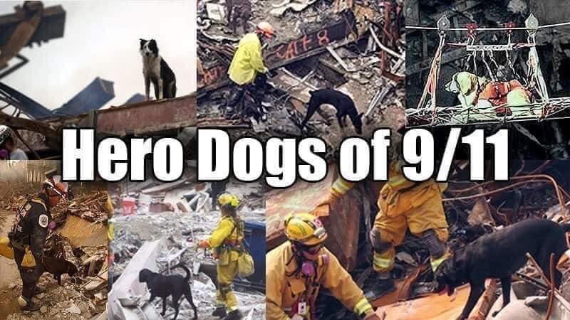 Remembering the Dogs who did their part. 🐕 #AlexandersJourney 💪🏻🦿#dogs #dogsofinstagram #SearchDogs #SearchRescue #911Anniversary #911NeverForget