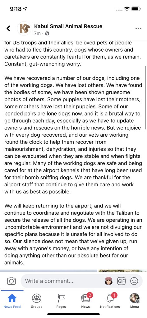 Update from Kabul small animal rescue #NoPawsLeftBehind #Afghanistan #kabul