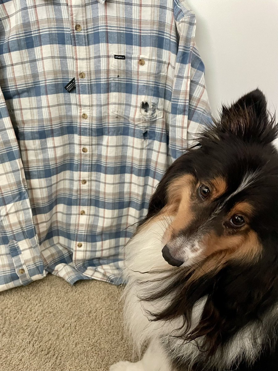 StrykerGentry's tweet photo. The hooman woke up to me chewing this brand new shirt at 1 in the morning. I mean it’s a nice shirt, am I wrong? #Stryker #Gentry https://t.co/xn4YKOx4Tx