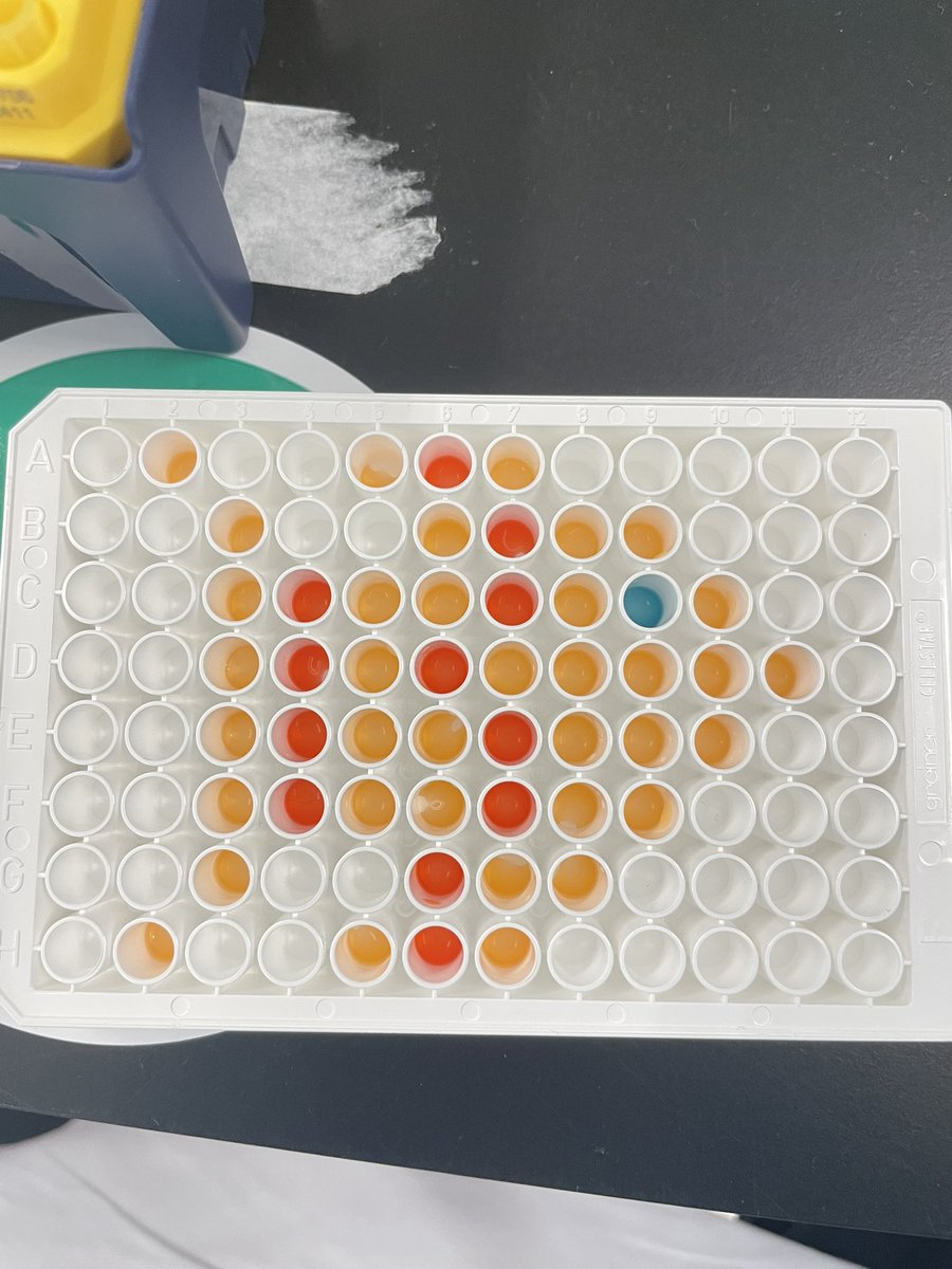 dmcguinness0's tweet photo. Lovely to have some in person CPD with @abe_ireland working through some biotechnology class activities🔬🧬🥼The micropipette skills weren’t long coming back from the #BScEd for us @MaynoothUni alumni 😝 @ClodaghWheeler @Claire39722335 @charlieo011 https://t.co/5RGTT6N9n3