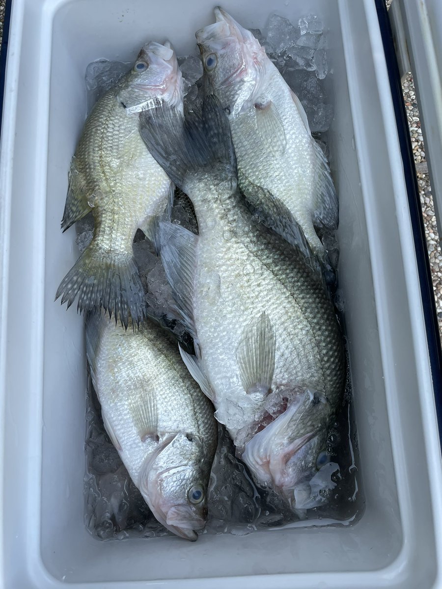 Good vacation !! Caught 30 yesterday my husband gets excited when we run out of minnow!! Makes me mad!!!