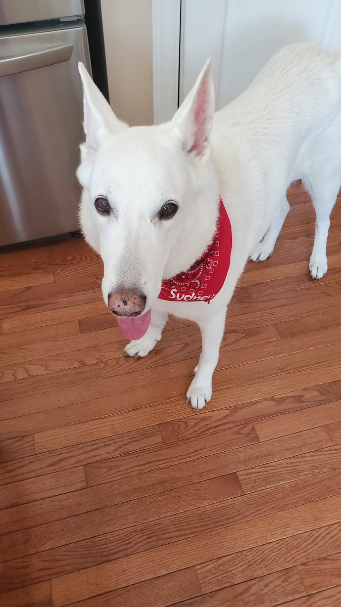 SydTheK98981713's tweet photo. I see you are making lunch. I too like lunch. Sharsies? πΆ #lunchplease #dogsoftwitter https://t.co/FUHToss0ZX