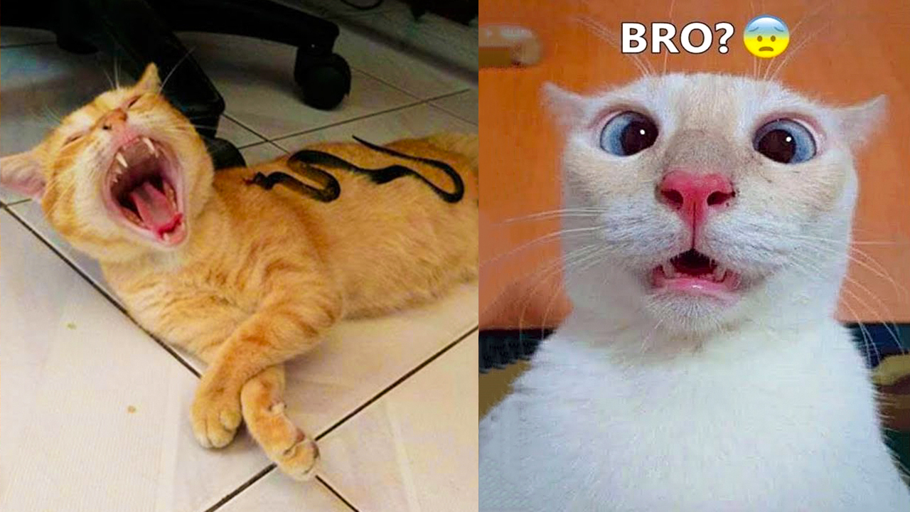 Try not to shop laugh funny cat videos