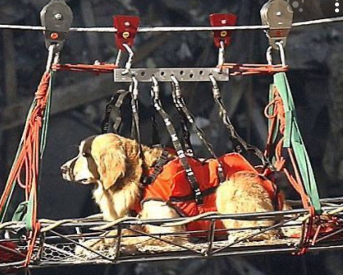 SISU002's tweet photo. While so many human heroes stepped forward on 9/11, I wanted to also remember the canine heroes of those dark days, too. #WeRemember911🐾 https://t.co/dd08s29Ydu