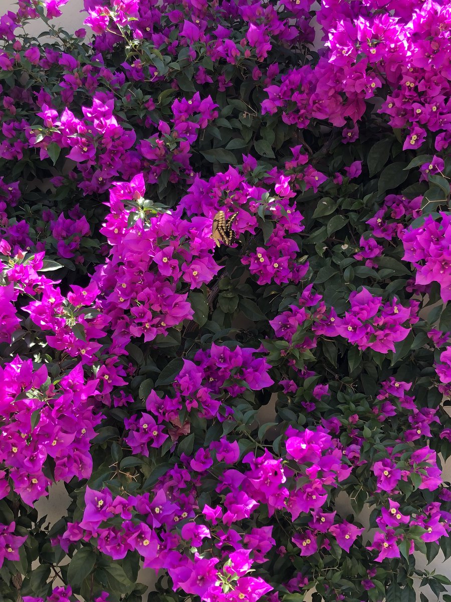 Pau ☽ ﹒ ݁ ♡︎ tweet media