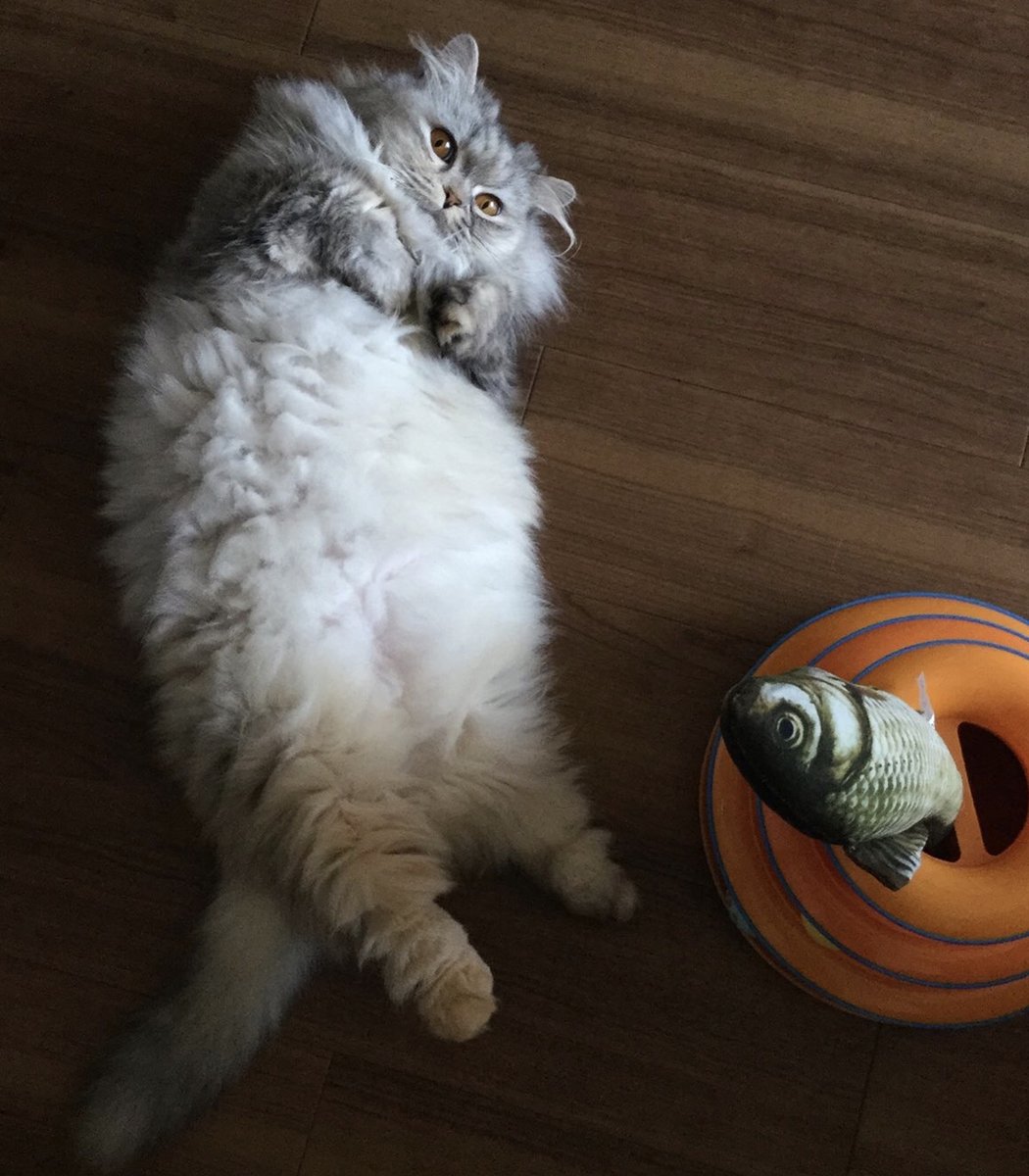 ジャリ 先日の猫の絵の人に 妻がへちゃむくれを描いてもらった こいつは私が体調を崩したため 実家に預けられ 私らが行くとシャー と威嚇するようになってしまった それでこの絵を飾るのである いつかまた三人で暮らせるだろう ジャリ 先日の猫の絵の人に 妻がへちゃむくれを描いてもらった こいつは私が体調を崩したため 実家に預けられ 私らが行くとシャー と威嚇するようになってしまった それでこの絵を飾るのである いつかまた三人で暮らせるだろう