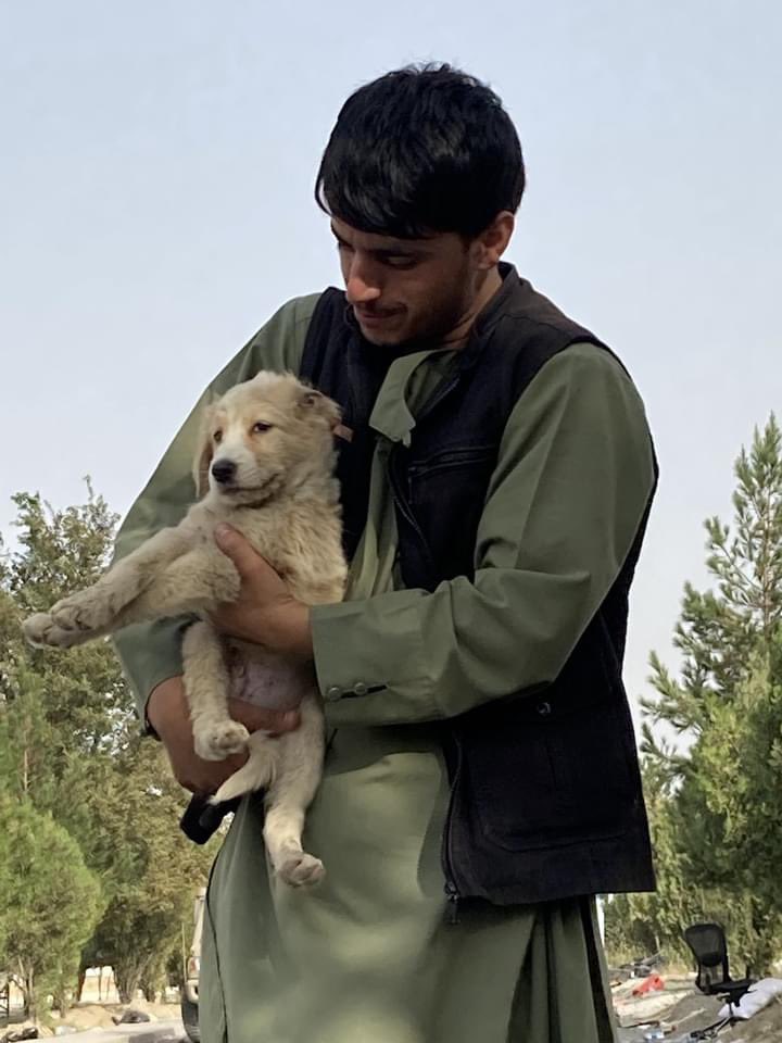 SPCA International on Twitter "Update From Kabul Small Animal Rescue